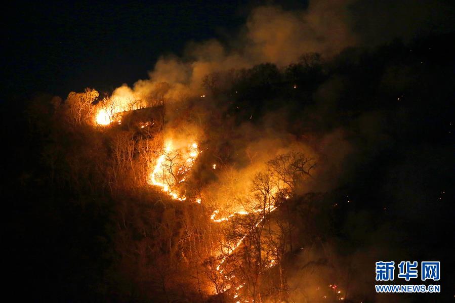 The number of forest fires in Brazil has surged, with more than half occurring in the Amazon rainforest