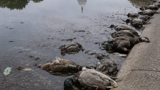Controversy Grows Over Dead Ducks at Trump’s Reflecting Pool