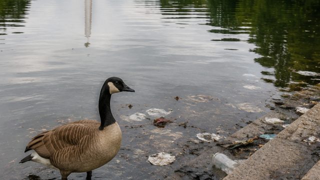 Concerns Rise Over Reflecting Pool: Vandalism and Wildlife Impact